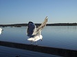 Seagull with Wings Open.jpg